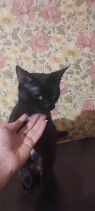 Отдадим в хорошие, добрые руки.