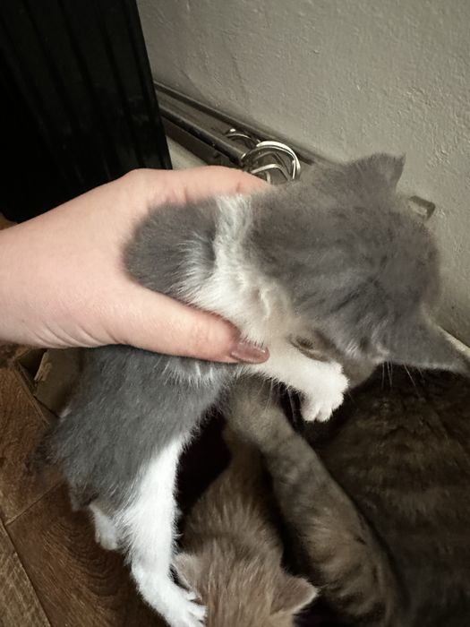 Бесплатно котята