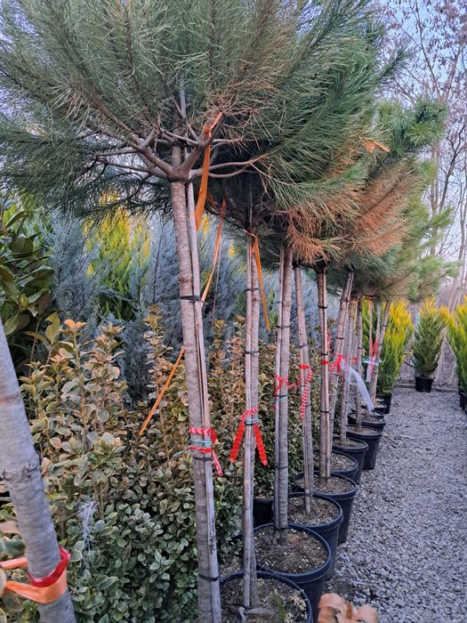 Vindem Mesteacan Tei Catalpa Frasin Stejar Tuia