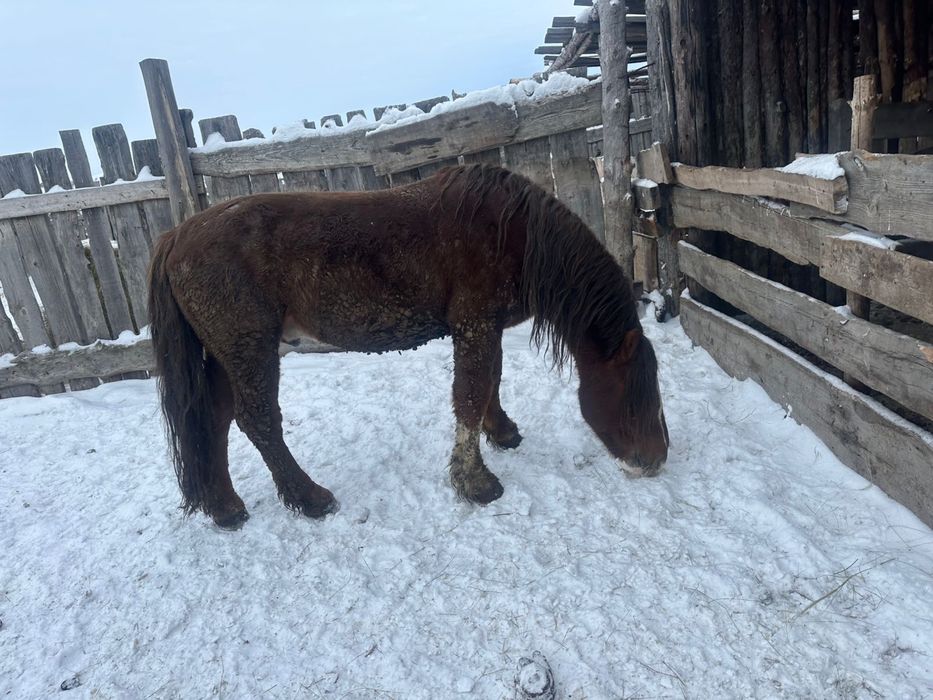 Продам Айгыр тяж