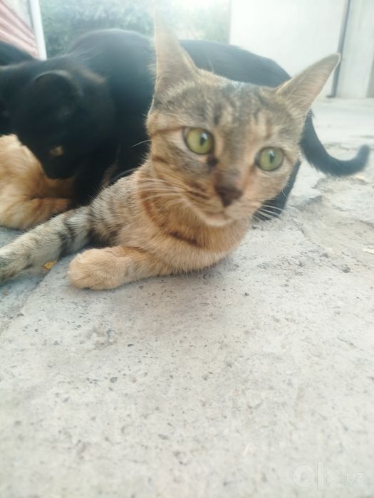 Продаются 3 котята,
