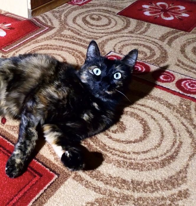 Потерялась кошка