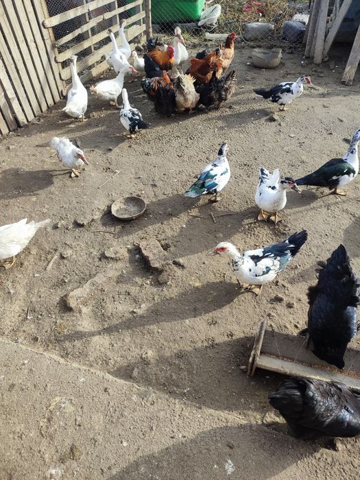 Rațe mute și o pereche de gâște.
