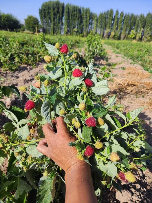 Малина сорт Делнива, Маравилла, Маргаритта, Полка, Полана , Энросадира