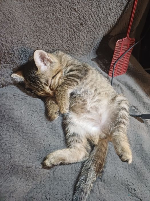 Милые котята в добрые руки
