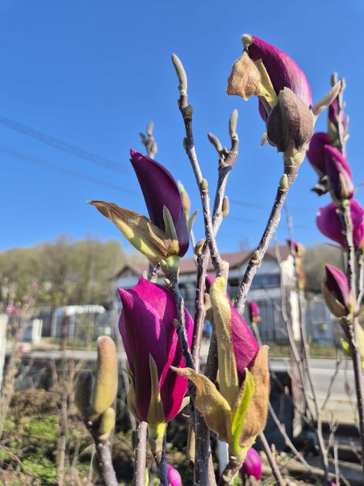 Vand magnolii Colibasi/ Mioveni/ Arges