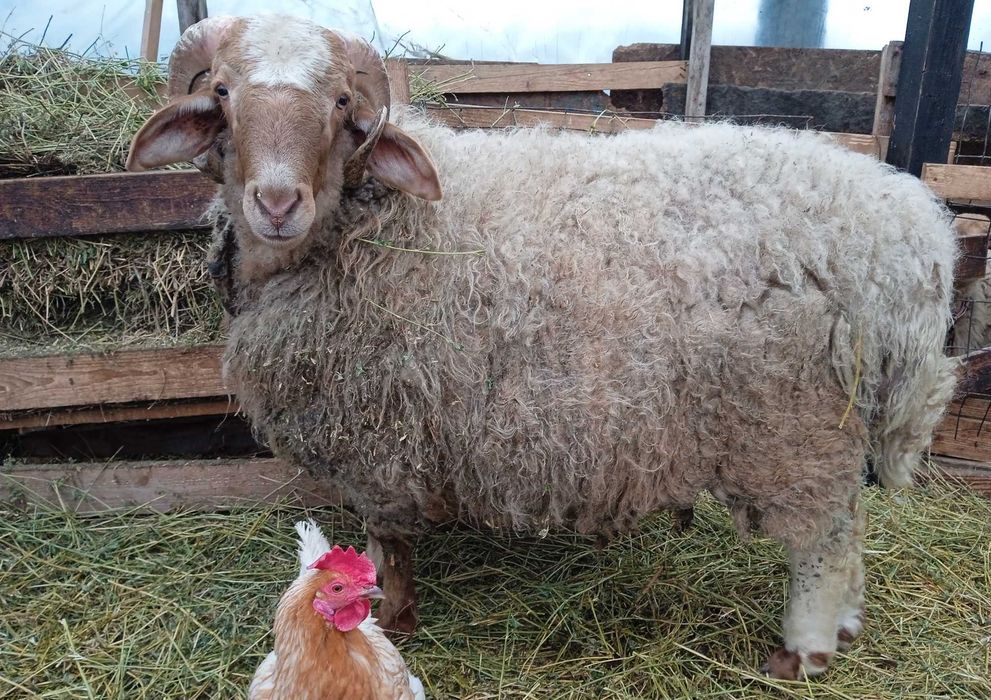 Berbec awassi avas pentru prăsilă