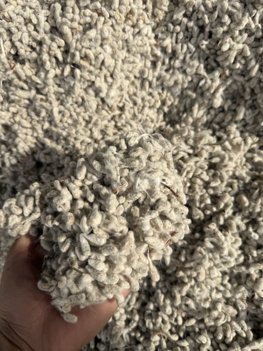 Мақта шиті, хлопковое семья