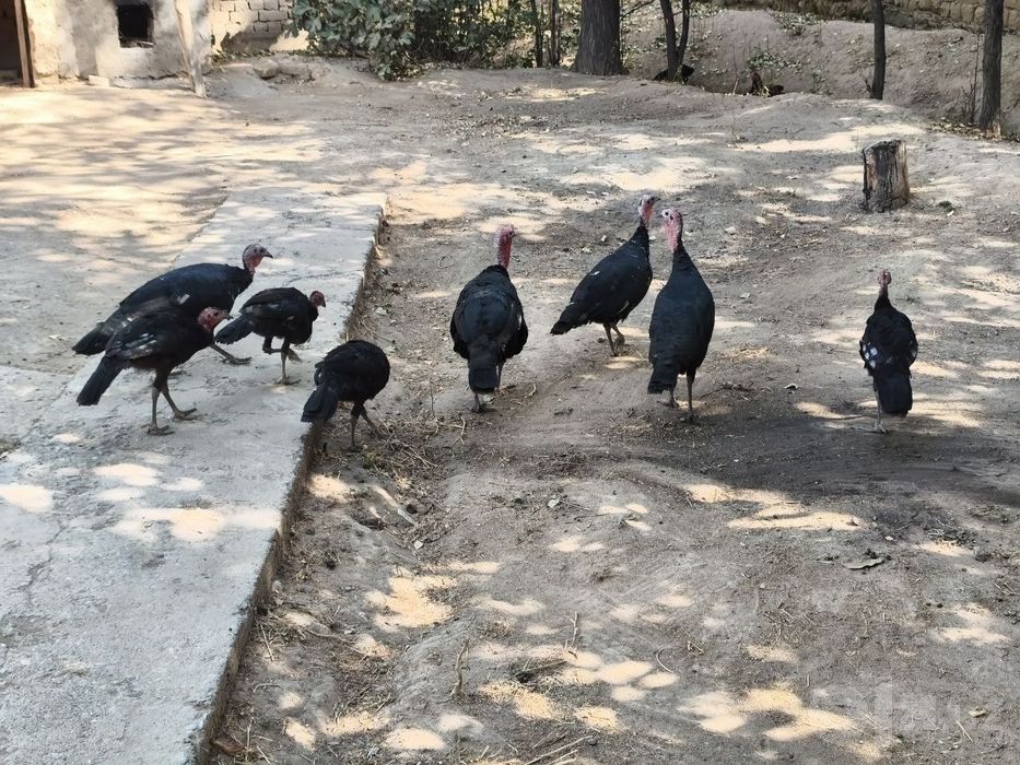 Kuralar sotiladi
