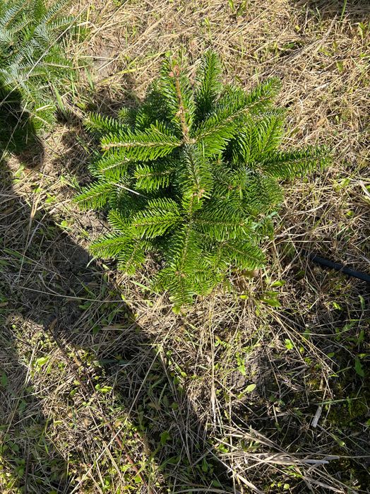 Brazi Normandia pentru replantare sau în ghiveci
