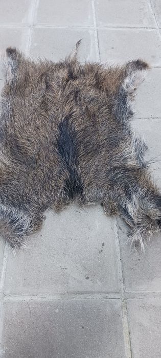 Кожа от диво прасе