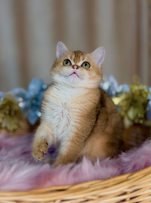 Котята с документами