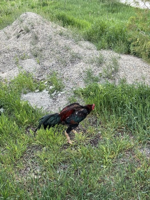 Дакан продаю