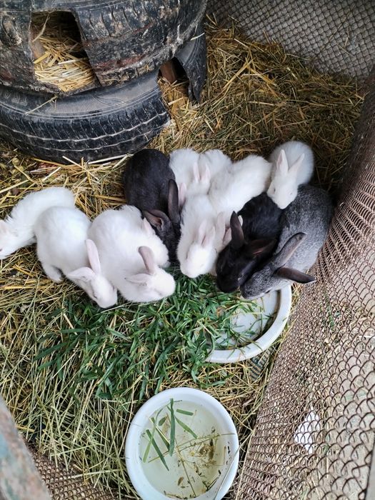 Quyon bolari sotiladi 2oyli kaliforna zot