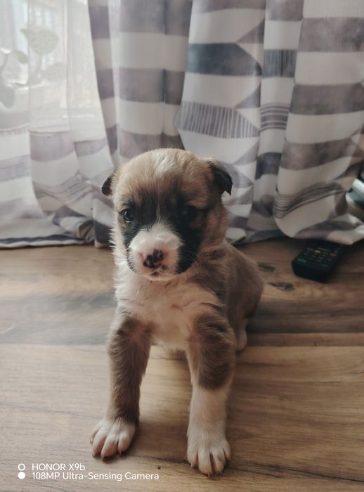 Отдам щенка в добрые ручки