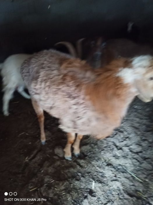 Продам срочно баранов.