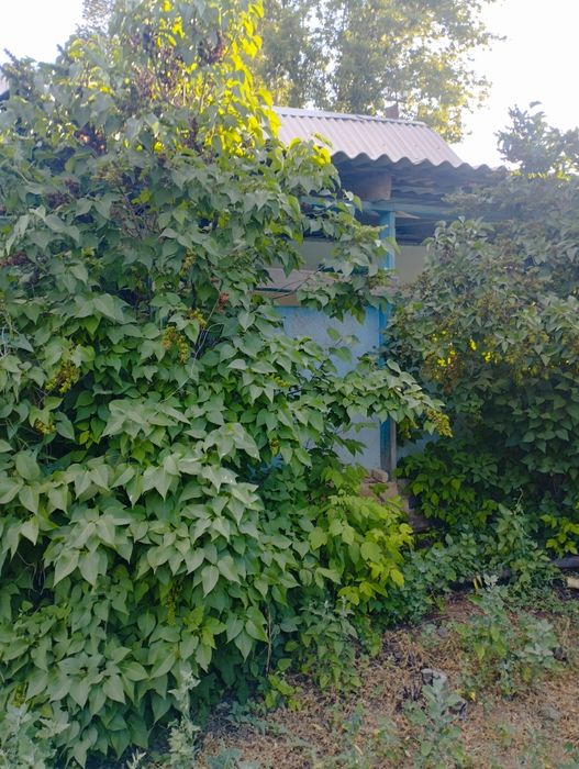 Дача Спутник  8 соток