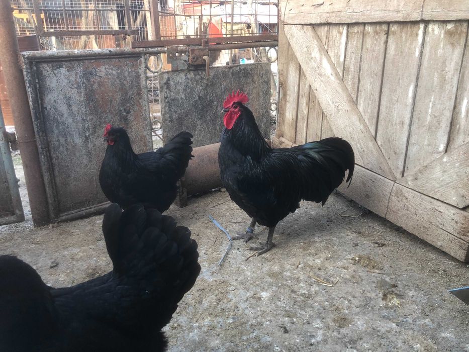 Cocosi si oua de Australorp