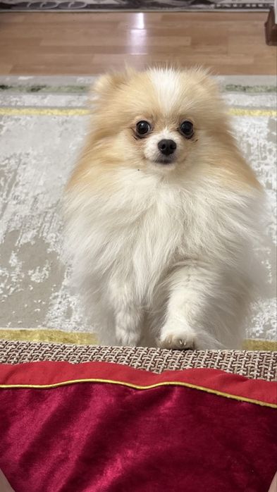 Шпиц,девочка,город Астана