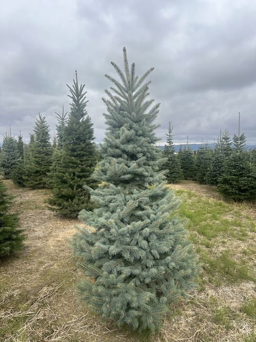 Copaci / Mesteacan / Brazii / Plante gradina