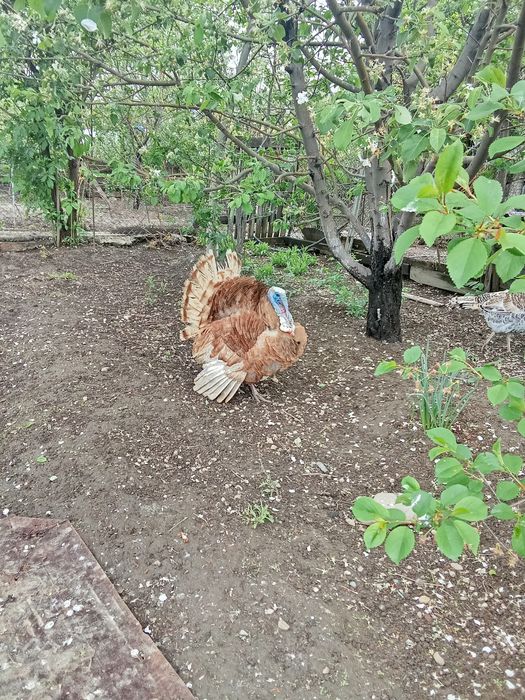 Индюк самец красный бурбон