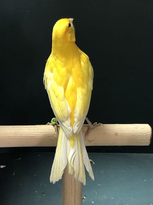 Канарейка (кенор) самец