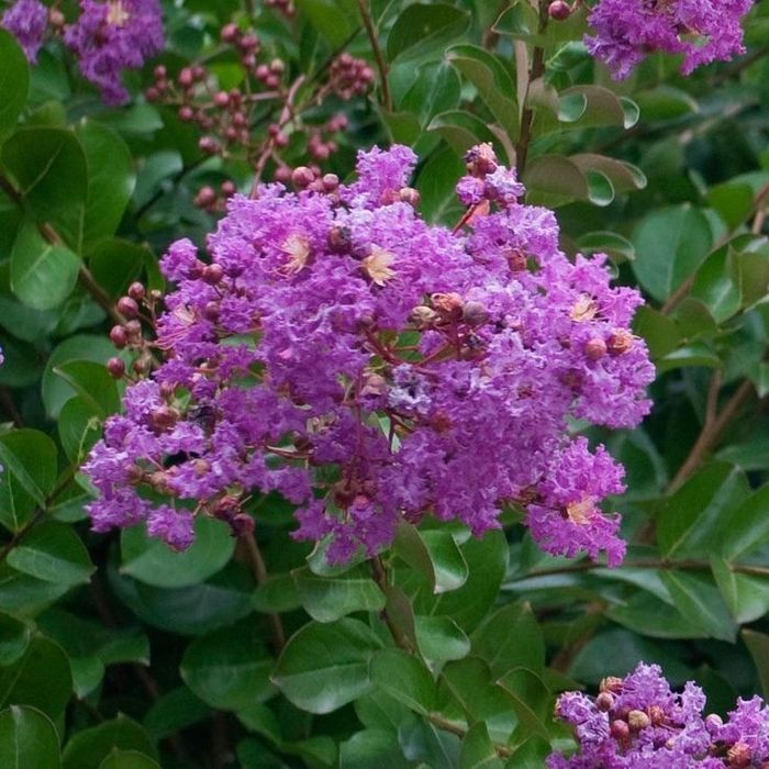 Liliac Indian (Flori Mov )