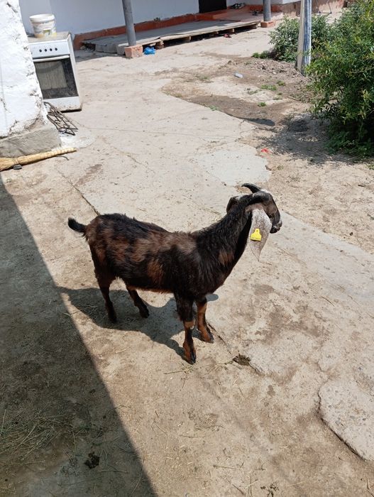 Нуми ешкі сатылады Атакент