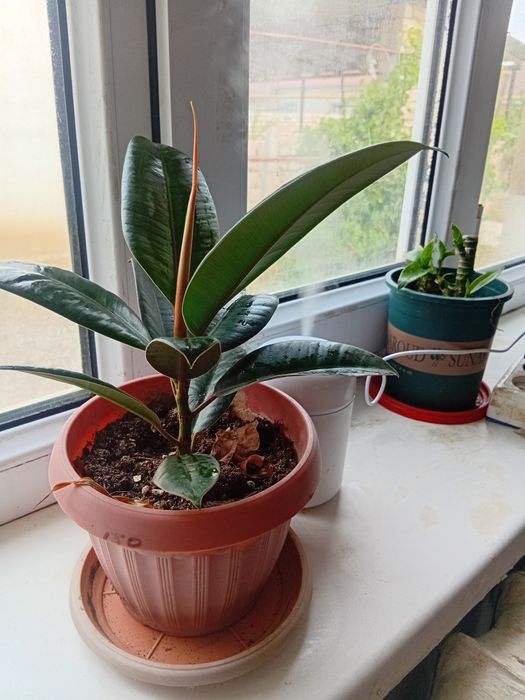 Комнатные растение