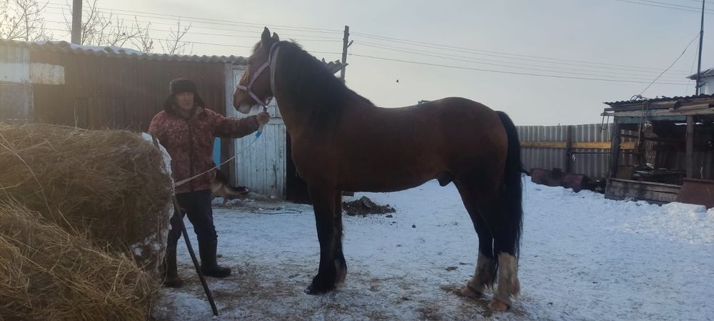 Продам племенной жеребец