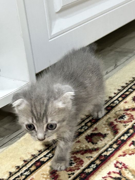Котенок шотландский