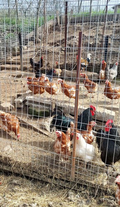 Продавам кокошки носачки