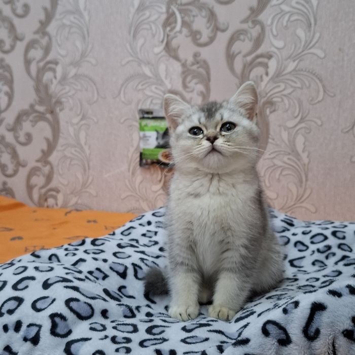 Продаётся котенок мальчик