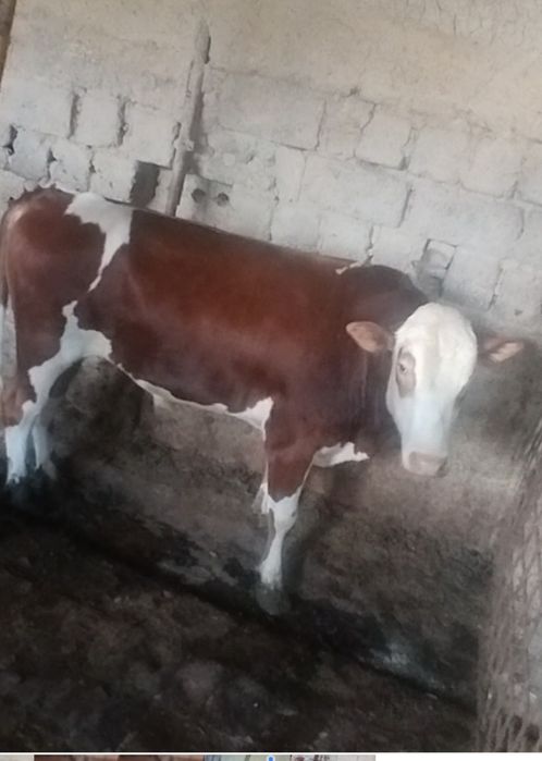 Qurbonlikka buqalar bor