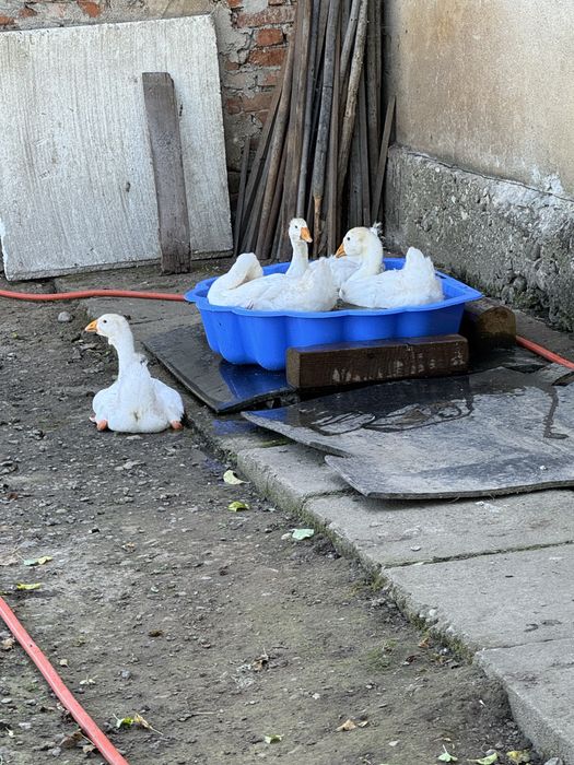 Disponibile pentru incubat