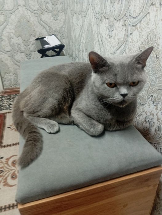 Продам котят вислоухие