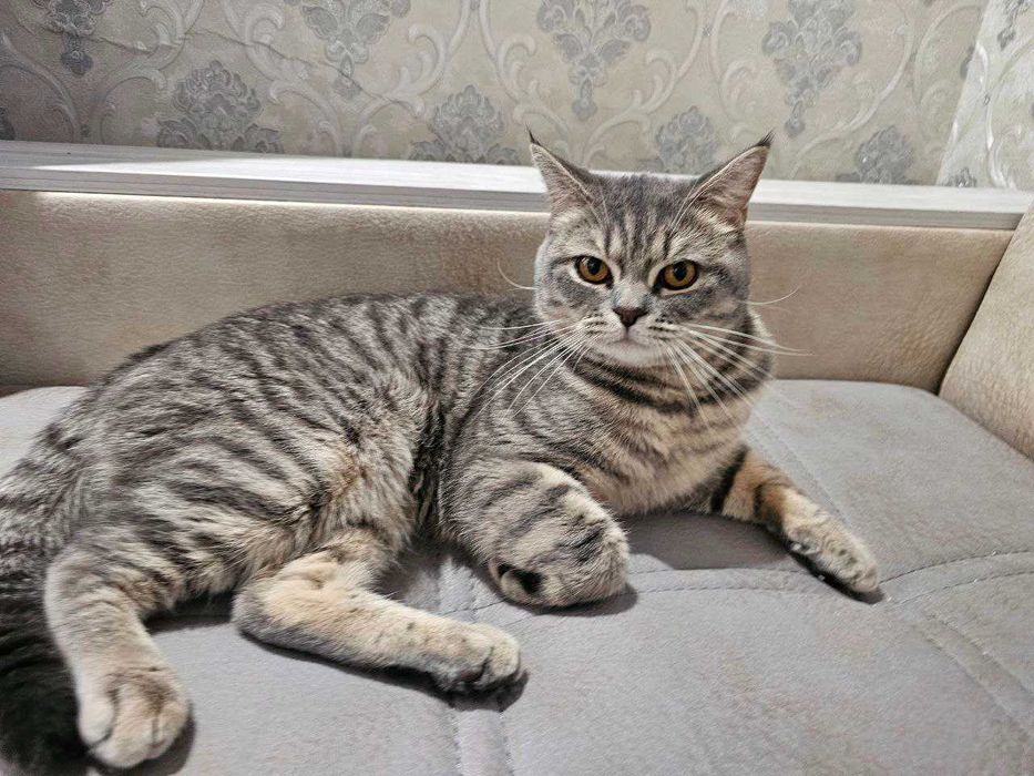 Parodali erkak mushuk sotiladi (Skottish strayt)