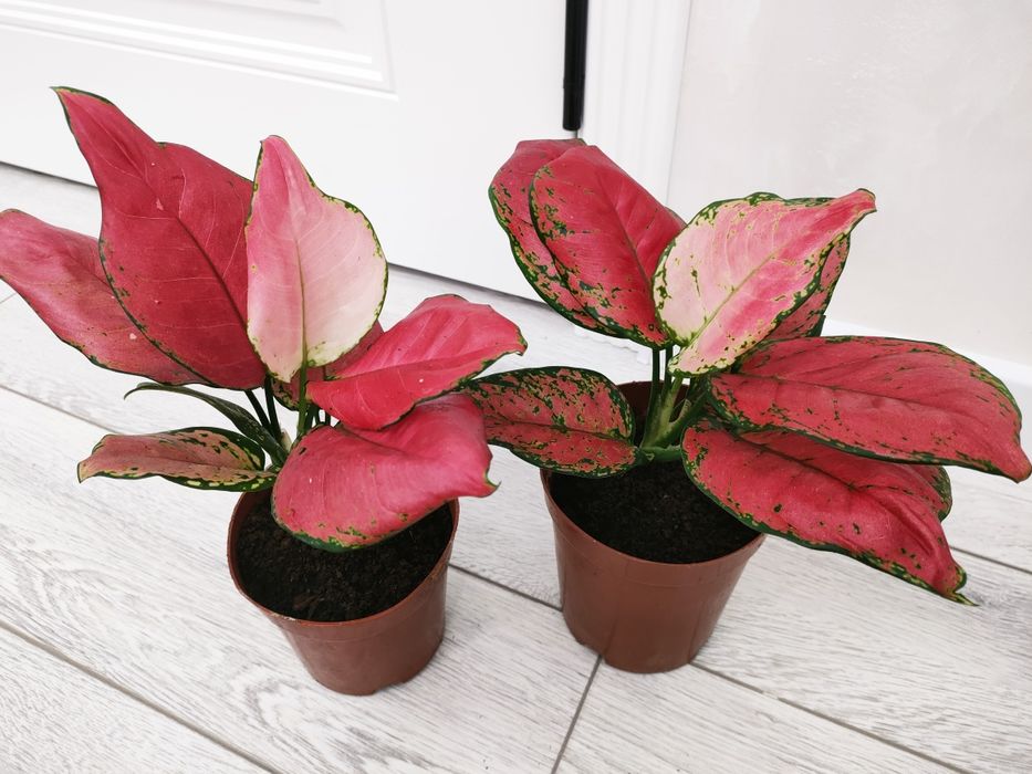 Комнатные растения. Доставка