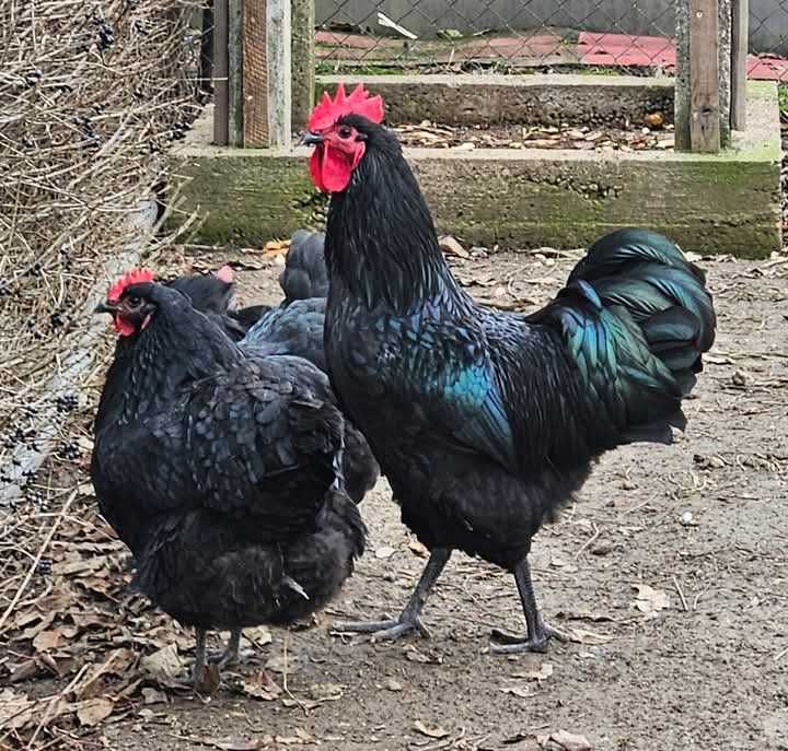 Pui austrolorp de vânzare