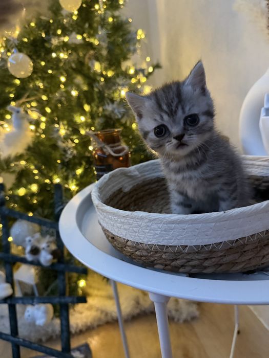 Продаются котята