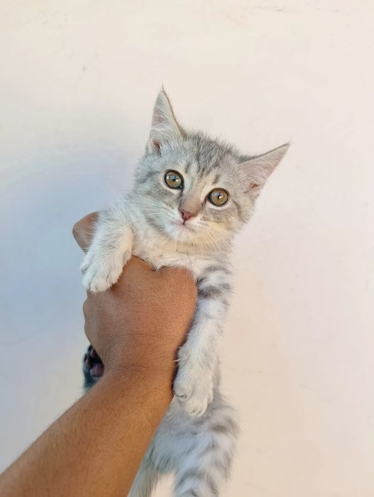 Продаю серебристого котёнка