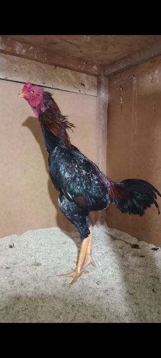 Дакан петух китайц