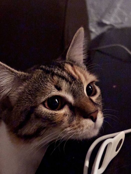 Отдам кошку в хорошие руки