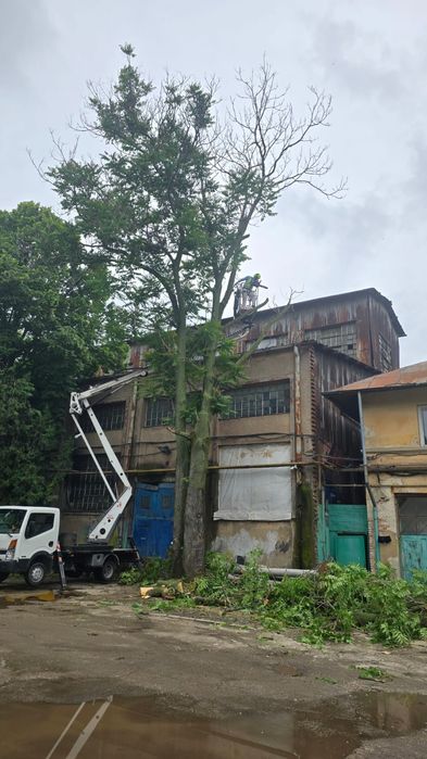 Taiere toaletare copaci evacure rezultat lemnos în tot Bucureștiul