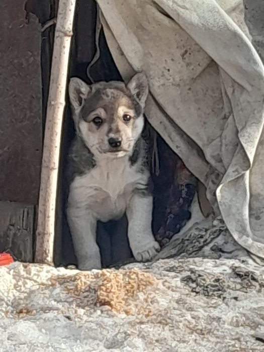 Отдам щенят в хорошие руки