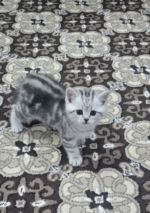 Продаются котята