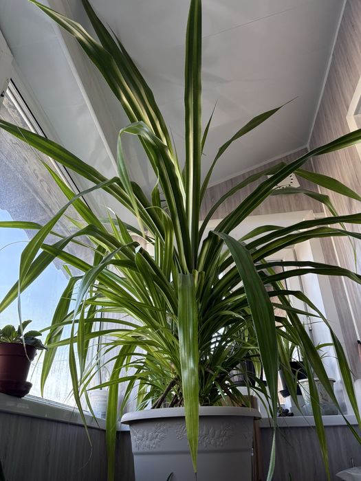 Продам комнатное растение