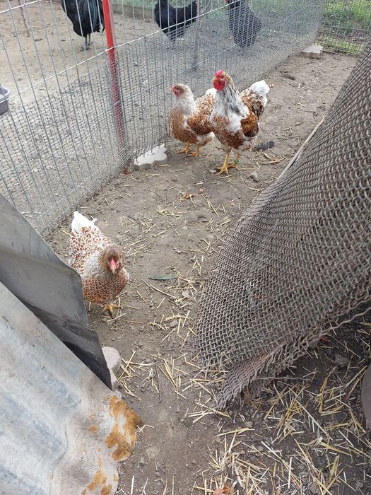 Familie Wyandotte splesh 3 gaini și 1 cocos