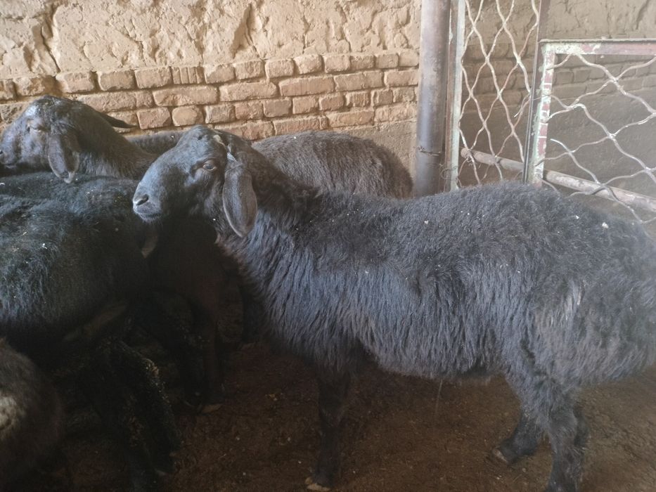 Койлар бор.qochqorlar bor.aqiqa va marosimlar uchun.