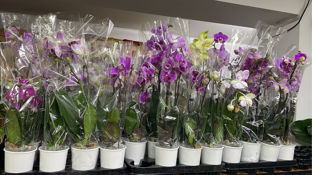 Орхидеи средных размеров